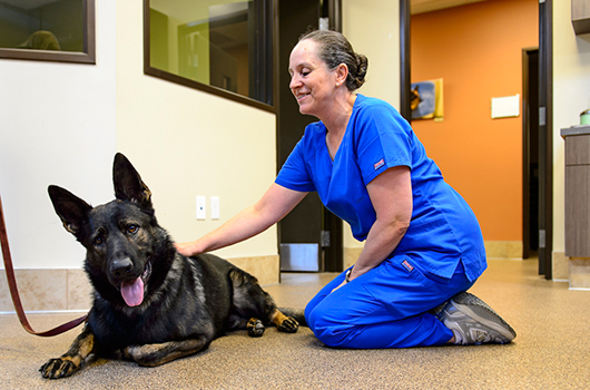 applewood pet hospital