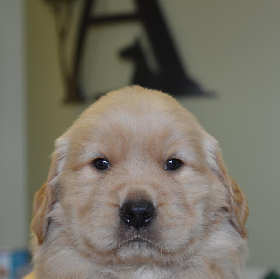 Golden A
