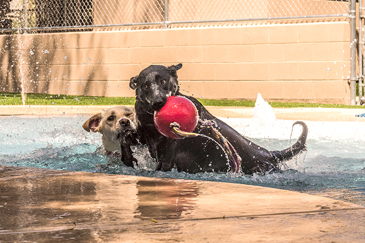 pets-playing-applewood