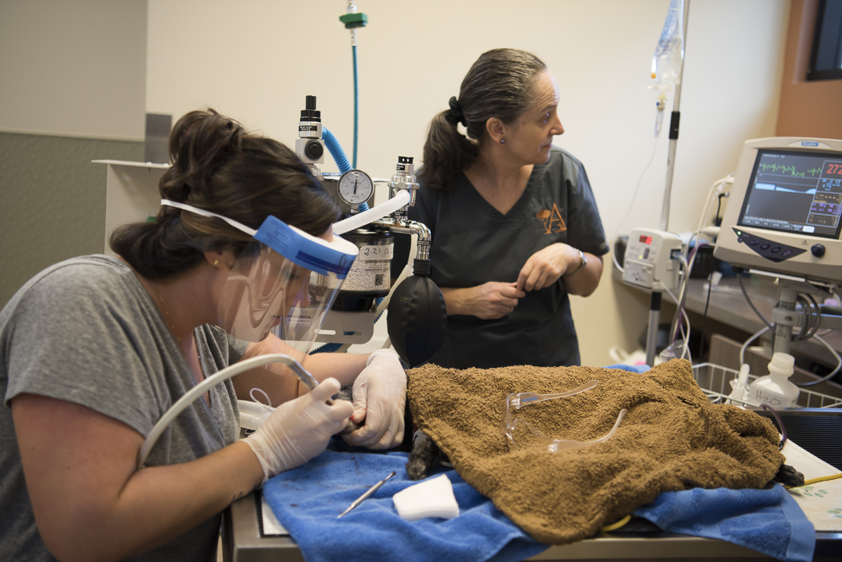 Dental Procedure at Applewood Animal Hospital
