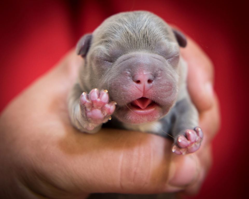 Frenchie newborn Frenchie newborn