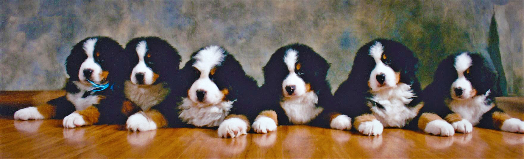 Line of Berner Puppies (edited)
