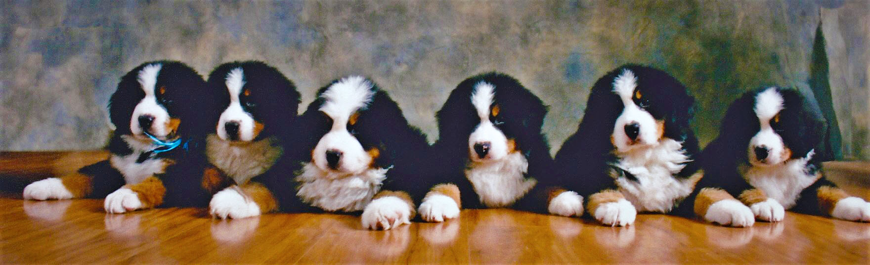 Line of Berner Puppies (edited) Line of Berner Puppies (edited)