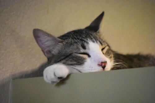 Kitty Nap Time at Applewood Pet Resort