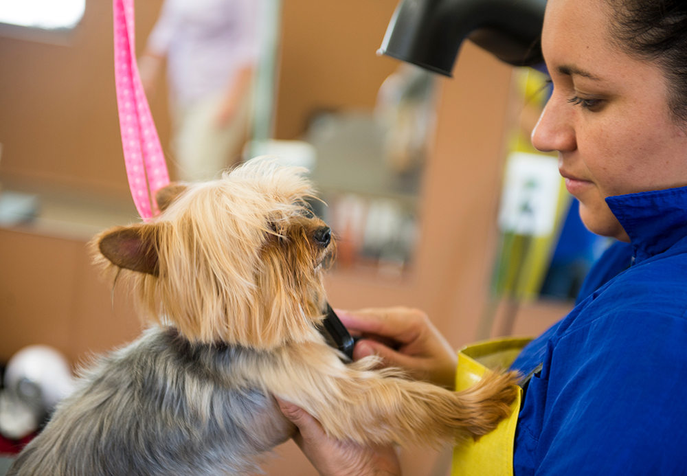 Picture of small-dog-groomin - Applewood Pet Resort