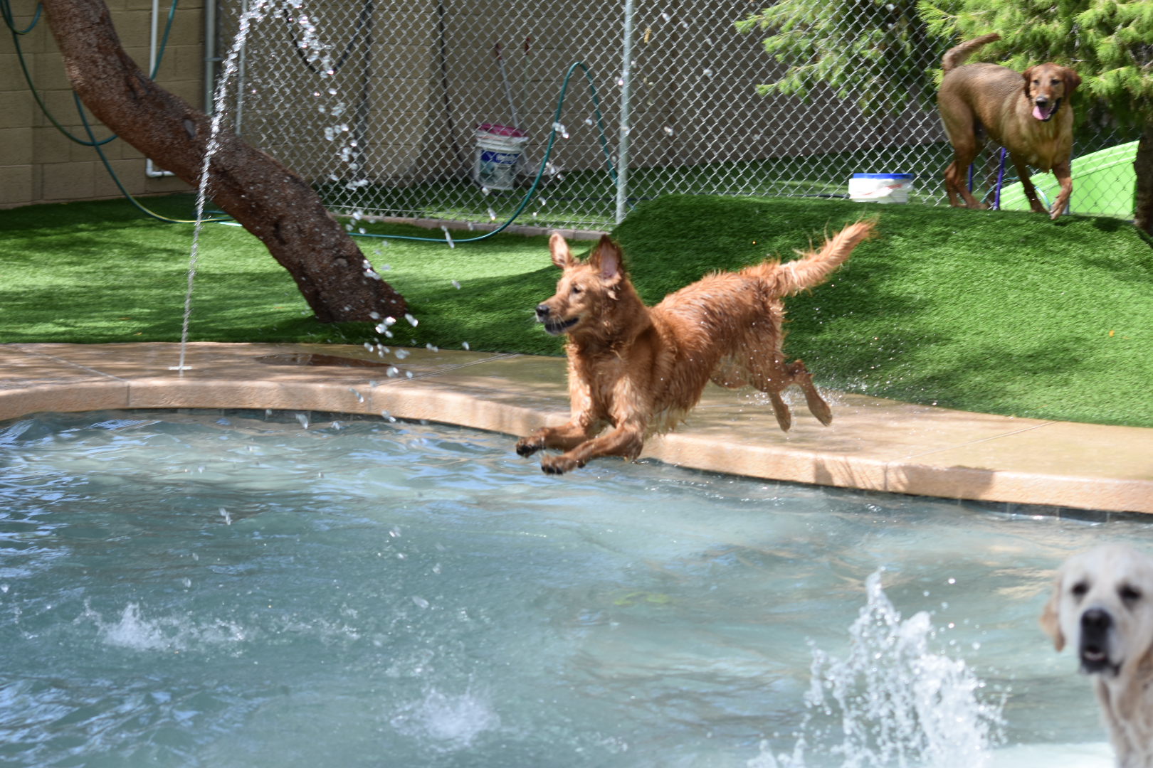 Dog playing in the pool @ Applewood Pet Resort