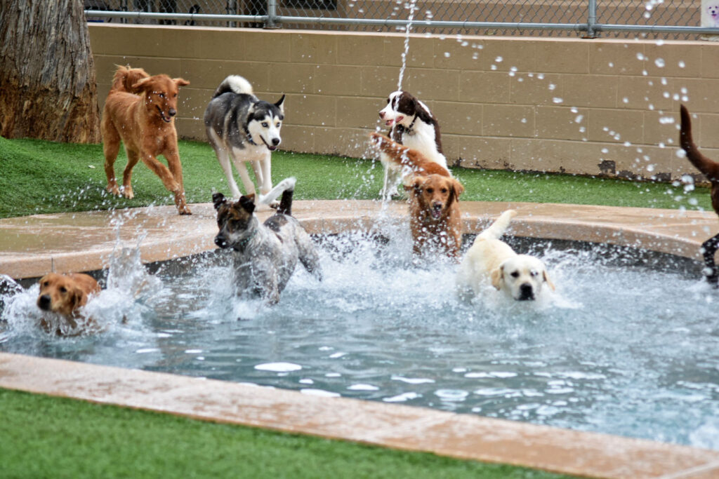 Dive into Swim Time at Applewood Pet Resort