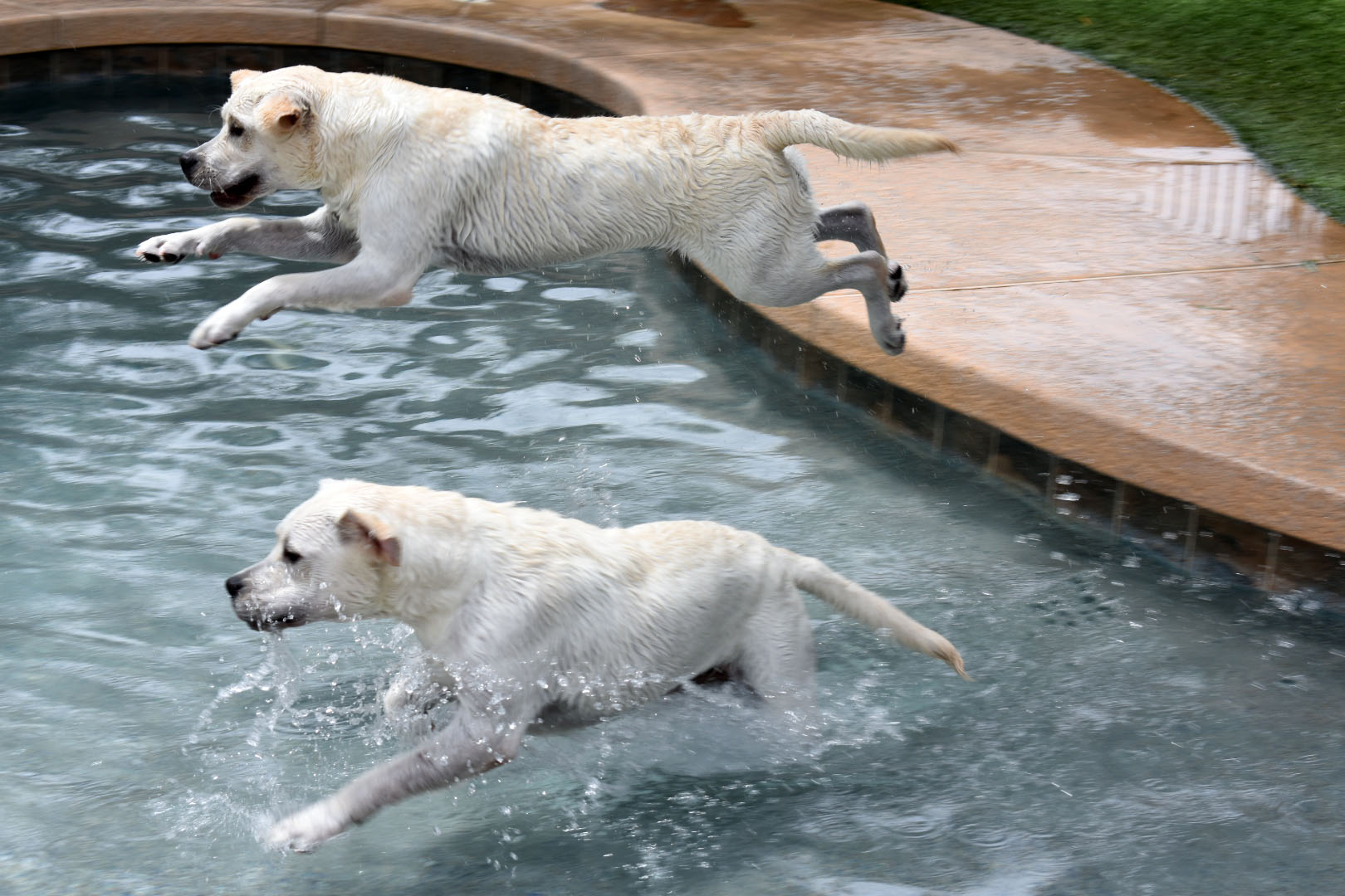 Labs Jumping in Pool