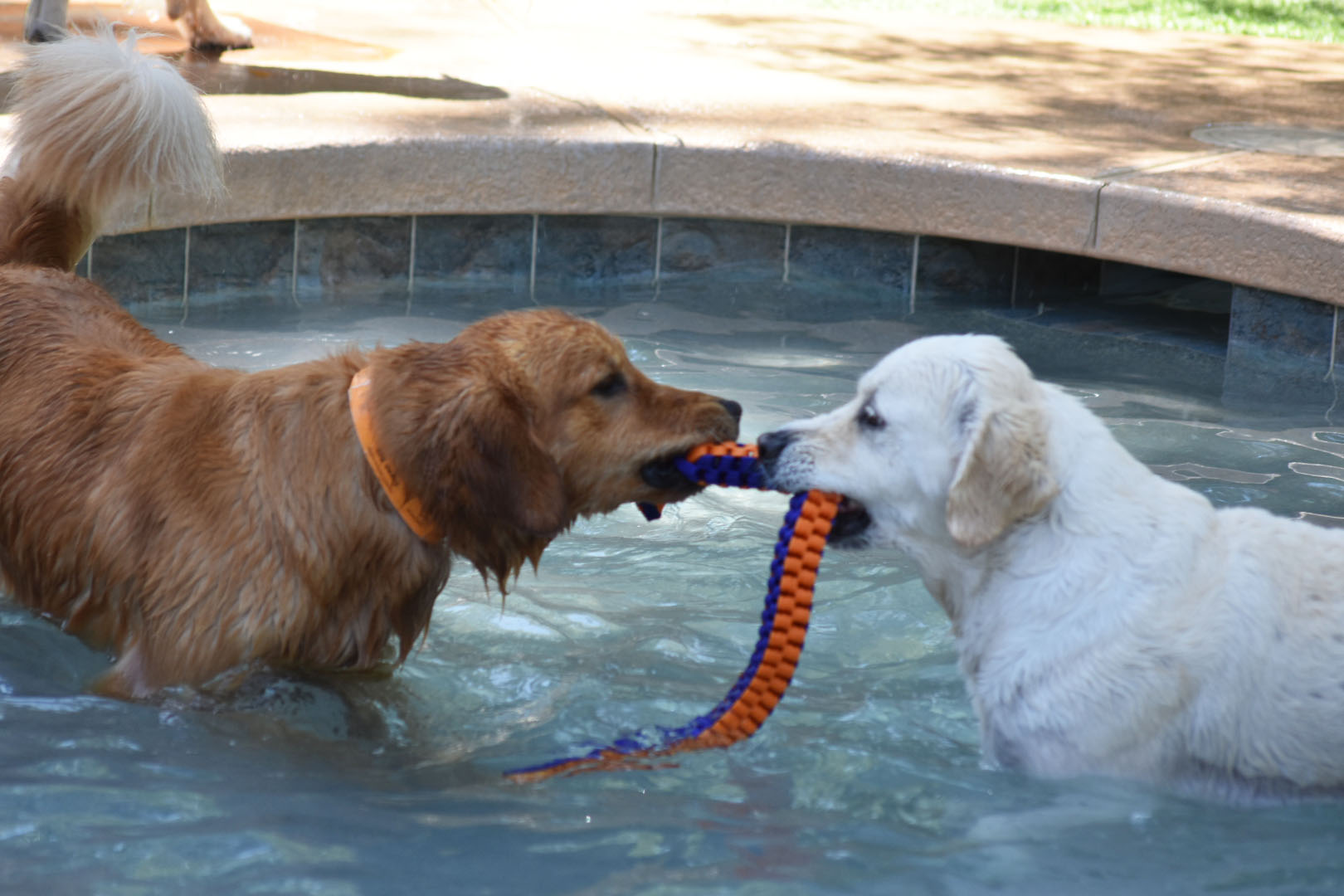 Tug o War in Pool