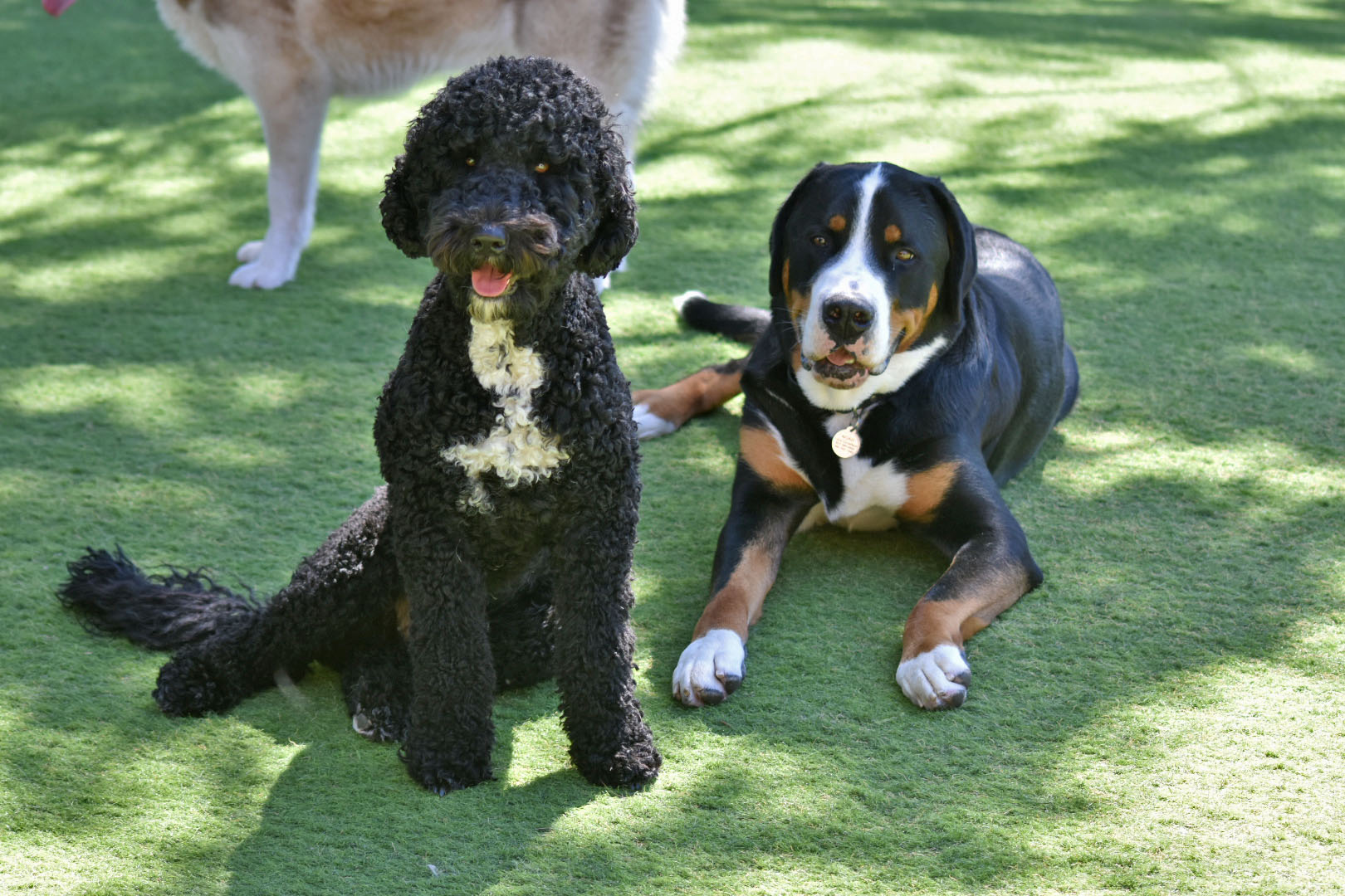 Tux & Noah in the Play Yard