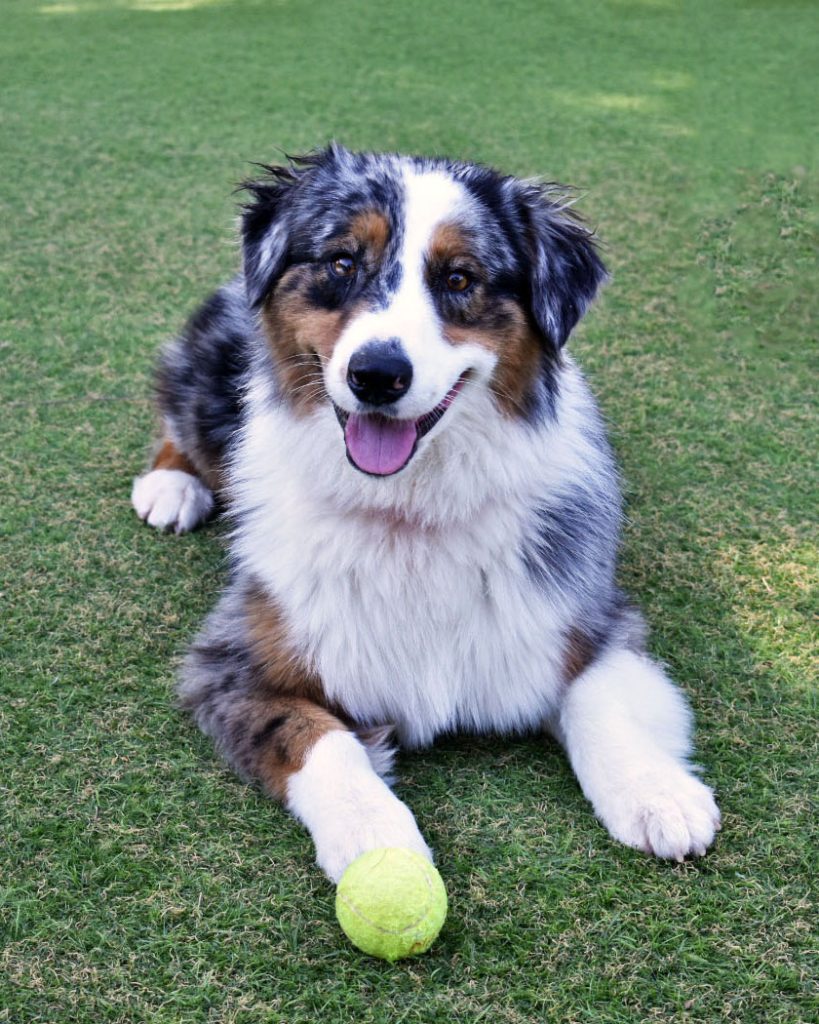 Aussie in Play Yard (cropped)