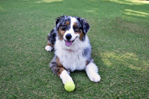 Aussie in Play Yard