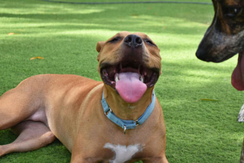 Big Smiles at Applewood Pet Resort