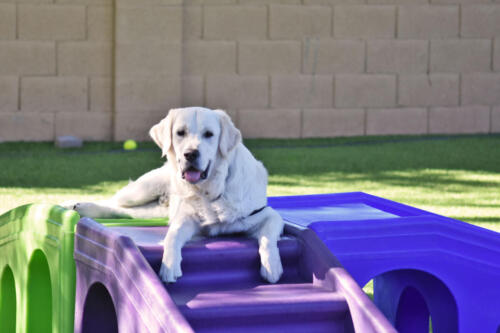 Bodie Chilling at Applewood Pet Resort