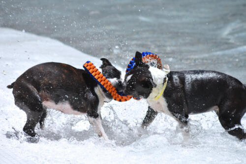 Bostons Playing with Toy in the Pool