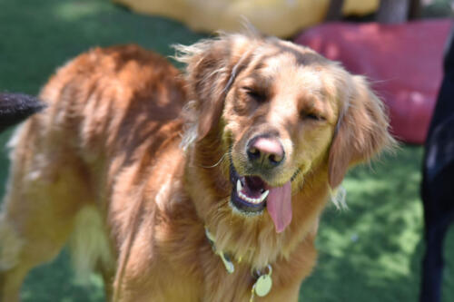 Charlie Smile at Applewood Pet Resort