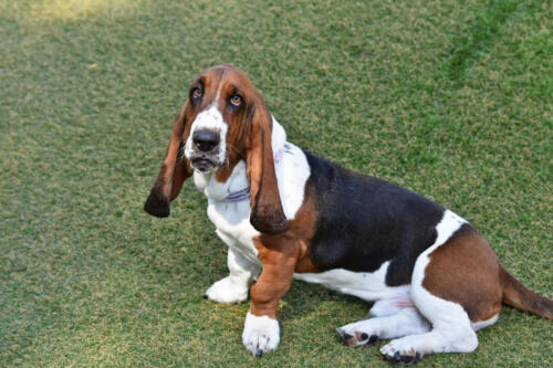 Cute Basset in Playtime