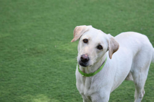 Cute Lab in Play Time