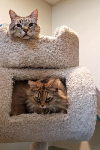 Denali & Mango in the Cat Suite