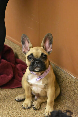 Eggbert the Frenchie Puppy