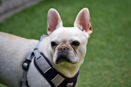 Ethel the Frenchie