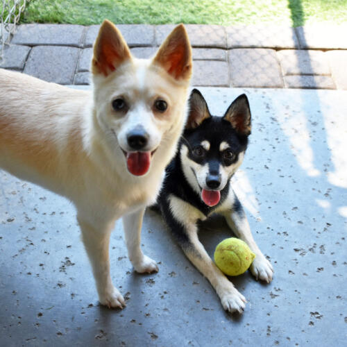 Ghost & Nymeria in Small Dog Group