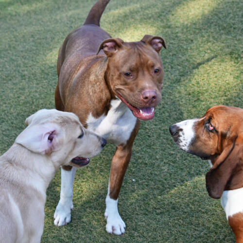 Gossiping Daycare Dogs