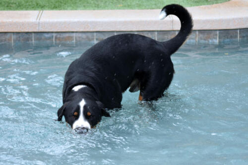 Greater Swiss Mountain Dog in Pool