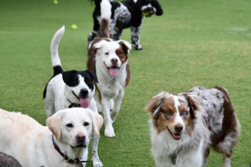 Group Playtime at Applewood Pet Resort