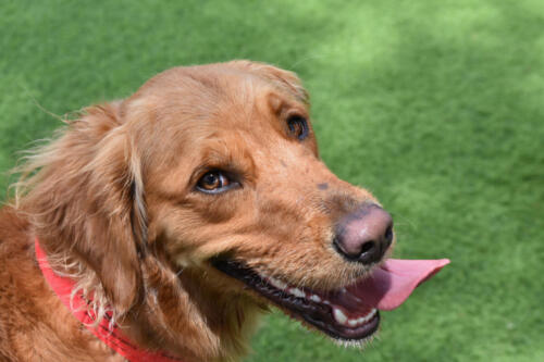 Happy Charlie at Applewood Pet Resort