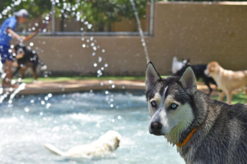 Hawk the Husky Overseeing Pool Time