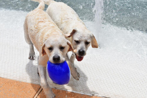 Ilsa & Rosie in Swim