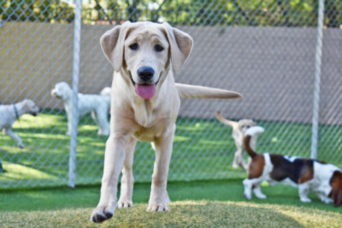 Lab Puppy in Group Play