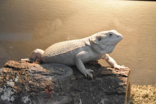 Lizzie the Lizard in the Critter Room