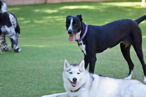 Luna & Luna in the Play Yard