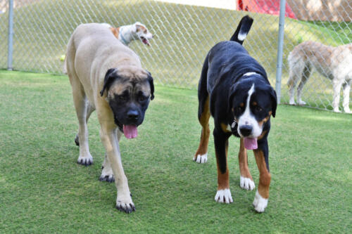 Mastiff & Greater Swiss Patroling the Play Yard