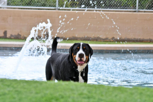 Noah in the Pool