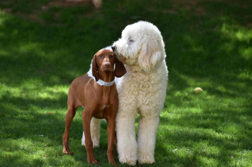 Odd Couple at Applewood Pet Resort