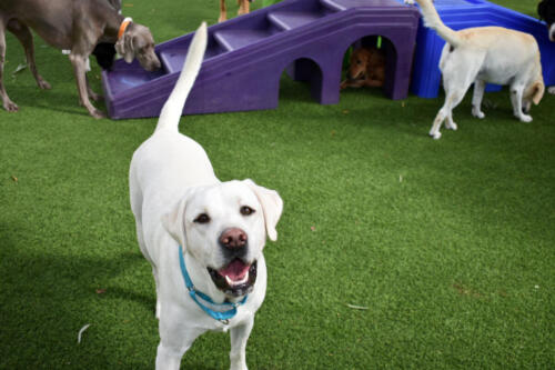 Oscar in Group Play at Applewood Pet Resort