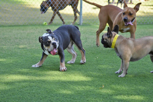 Play Time Fun at Applewood Pet Resort