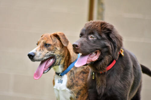 Puppies in the Play Yard