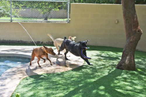 Suvi and Friends Running in Pool