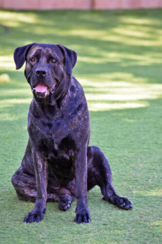 Suvi the Cane Corso