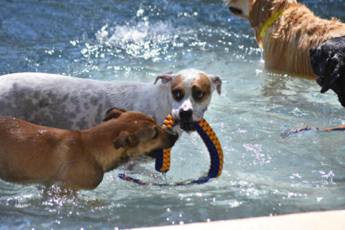 Swim Time Fun in Group Pool