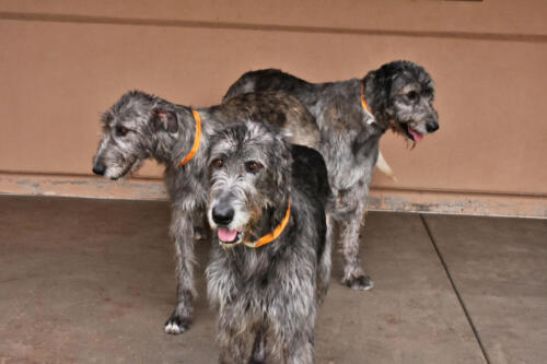 The Wolfhound Gang at Applewood Pet Resort