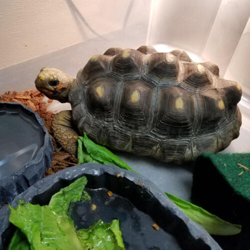Turbo the Turtle in the Critter Room