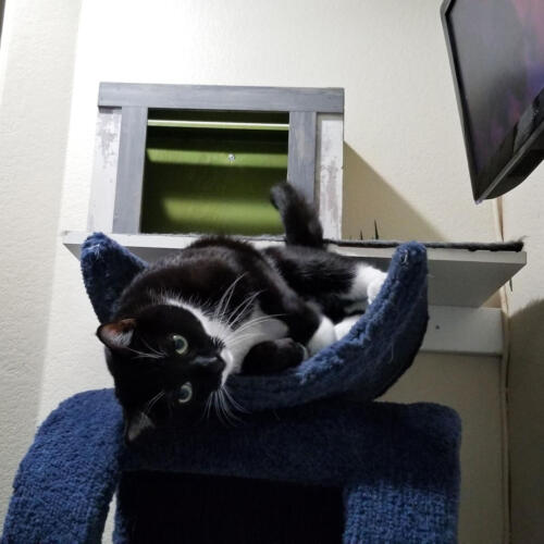 Tux in the Cat Suite