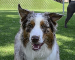 Sadie in Group Play