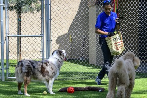 Doggie Daycare Group Play