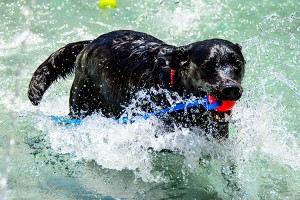 Black Lab in pool